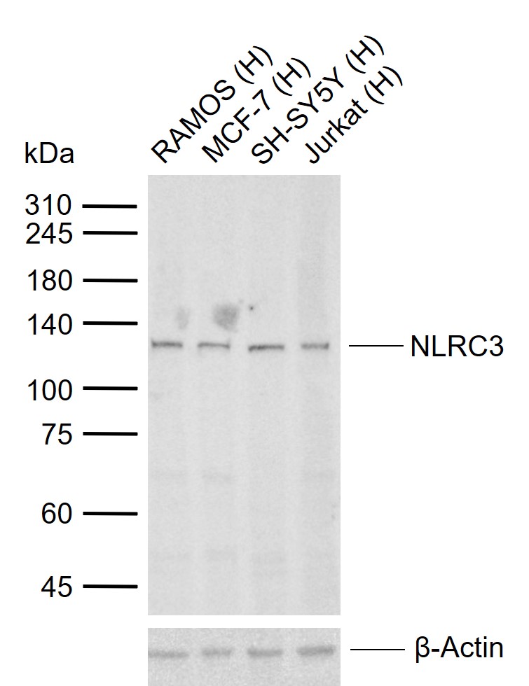 1 - NLRC3 Rabbit pAb AP57461