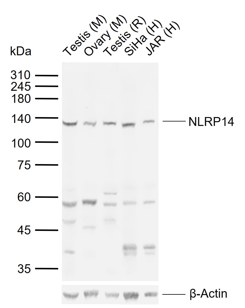 1 - NLRP14 Rabbit pAb AP57464
