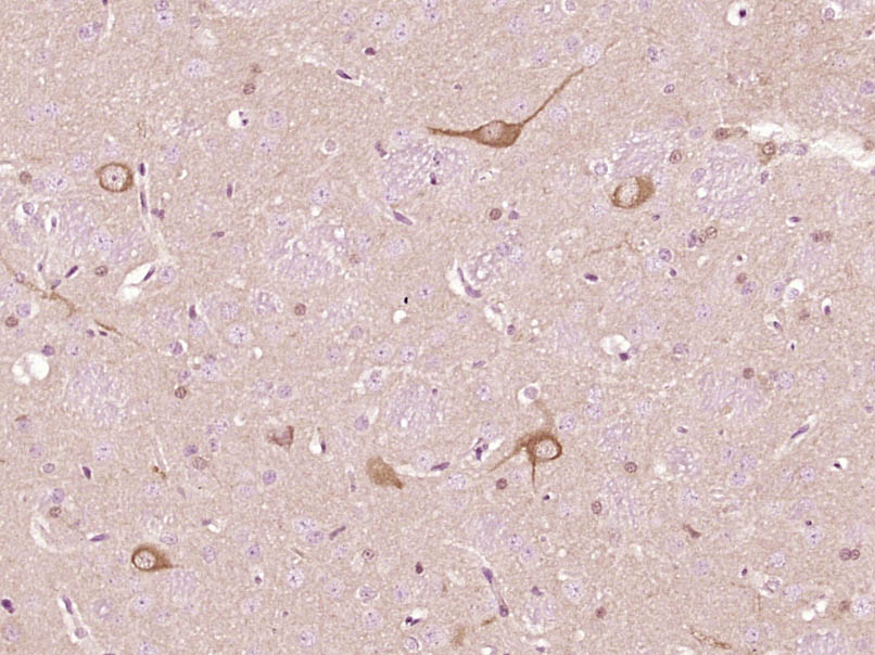 14 - NMNAT2 Rabbit pAb AP57466