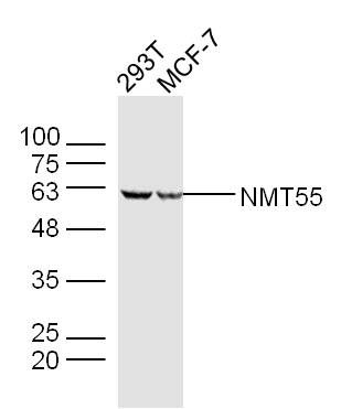 1 - NMT55 Rabbit pAb AP57468
