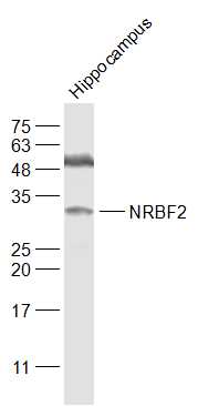 1 - NRBF2 Rabbit pAb AP57482