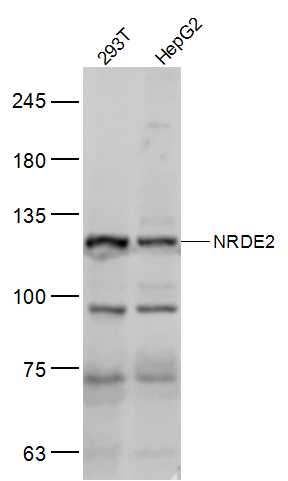 1 - NRDE2 Rabbit pAb AP57483