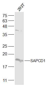 1 - SAPCD1 Rabbit pAb AP57499