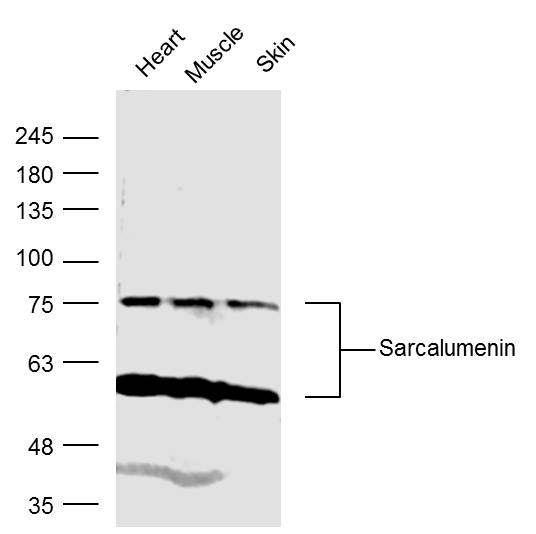 1 - Sarcalumenin Rabbit pAb AP57502