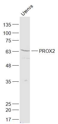 1 - PROX2 Rabbit pAb AP57507