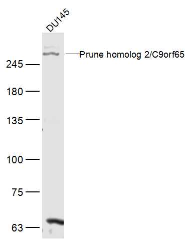 1 - Prune homolog 2/C9orf65 Rabbit pAb AP57524
