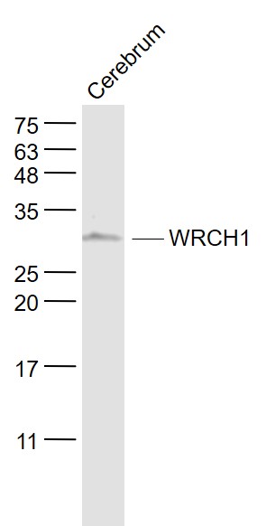1 - WRCH1 Rabbit pAb AP57526
