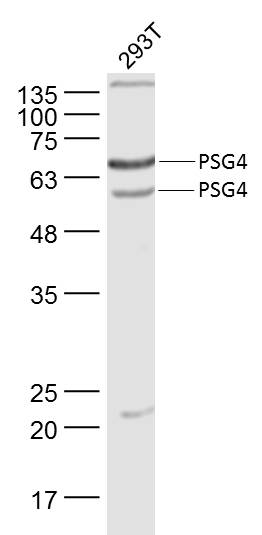 1 - PSG4 Rabbit pAb AP57527