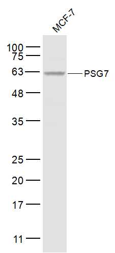 1 - PSG7 Rabbit pAb AP57528