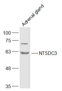 1 - NT5DC3 Rabbit pAb AP57548