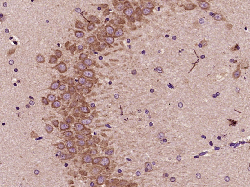 14 - NFE2L1 Rabbit pAb AP57549