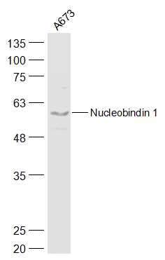 1 - Nucleobindin 1 Rabbit pAb AP57550