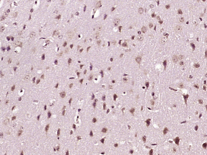 14 - Nucleobindin 1 Rabbit pAb AP57550