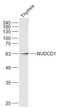 1 - NUDCD1 Rabbit pAb AP57552