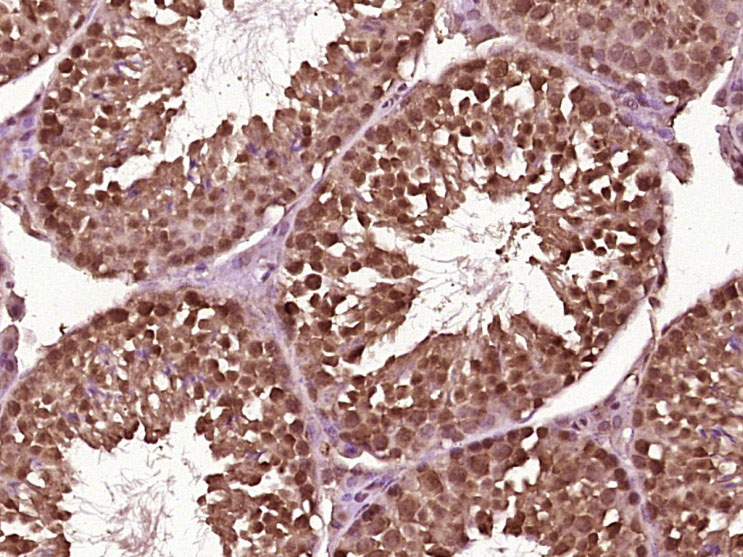 14 - NUDCD1 Rabbit pAb AP57552