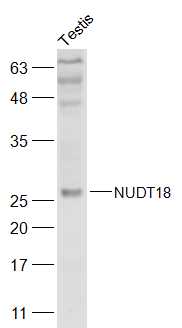 1 - NUDT18 Rabbit pAb AP57555