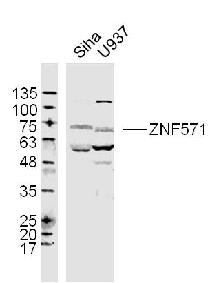 1 - ZNF571 Rabbit pAb AP57560