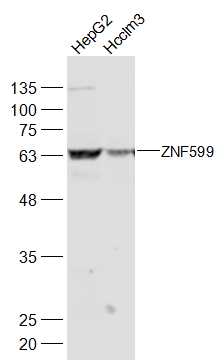 1 - ZNF599 Rabbit pAb AP57565