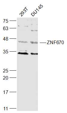 1 - ZNF670 Rabbit pAb AP57567