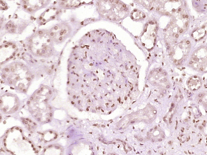 14 - ZNF670 Rabbit pAb AP57567