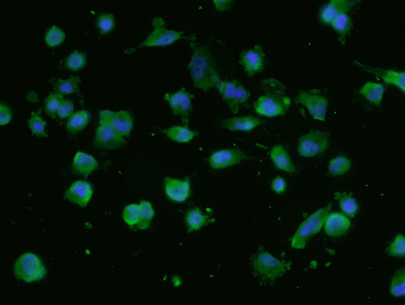 0 - NUP214 Rabbit pAb AP57575