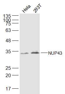 1 - NUP43 Rabbit pAb AP57576