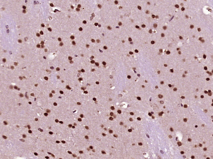 14 - NUP43 Rabbit pAb AP57576