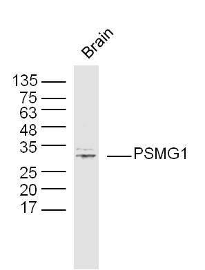 1 - PSMG1 Rabbit pAb AP57582