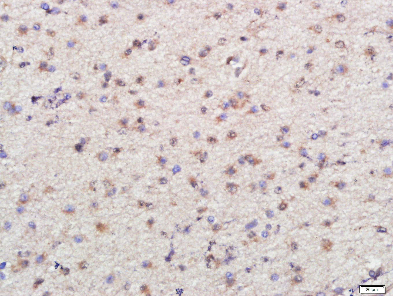 14 - PSMG1 Rabbit pAb AP57582
