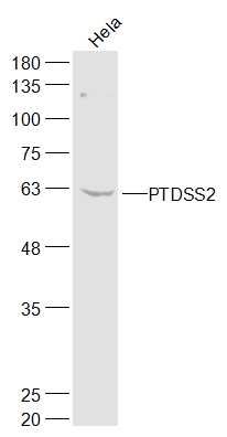 1 - PTDSS2 Rabbit pAb AP57587