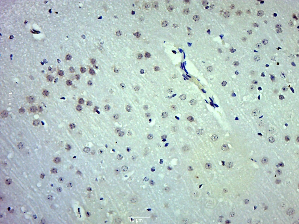 14 - Selenoprotein O Rabbit pAb AP57605