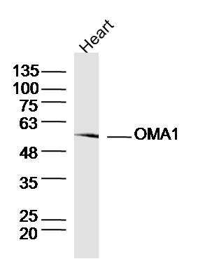 1 - OMA1 Rabbit pAb AP57606