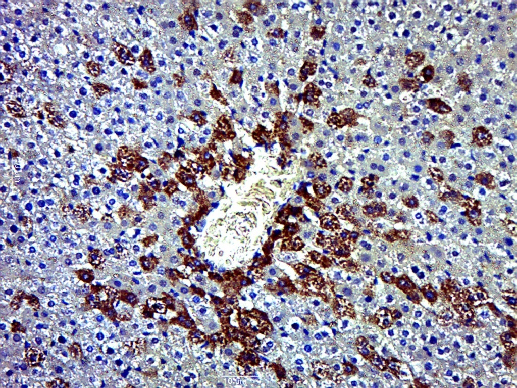 14 - OMA1 Rabbit pAb AP57606