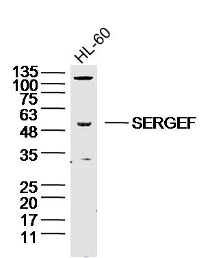 1 - SERGEF Rabbit pAb AP57608