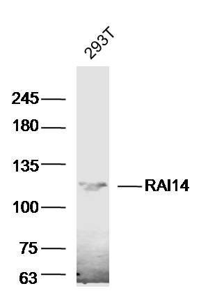 1 - RAI14 Rabbit pAb AP57641