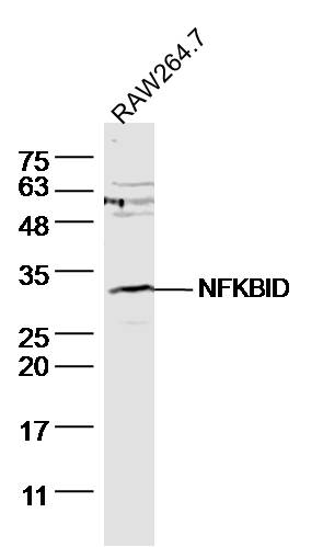 1 - NFKBID Rabbit pAb AP57661