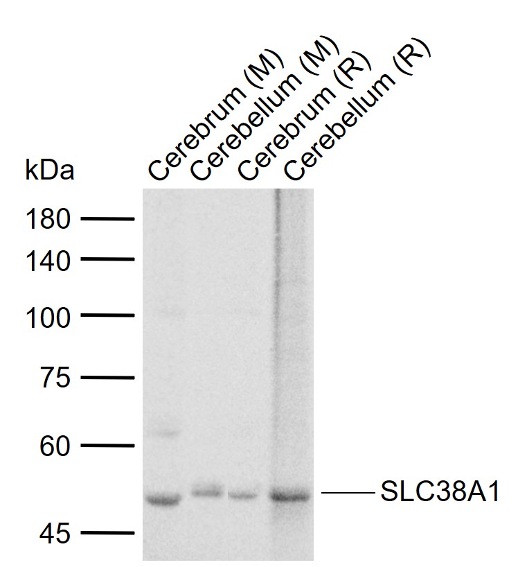 1 - SLC38A1 Rabbit pAb AP57675