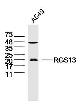 1 - RGS13 Rabbit pAb AP57688