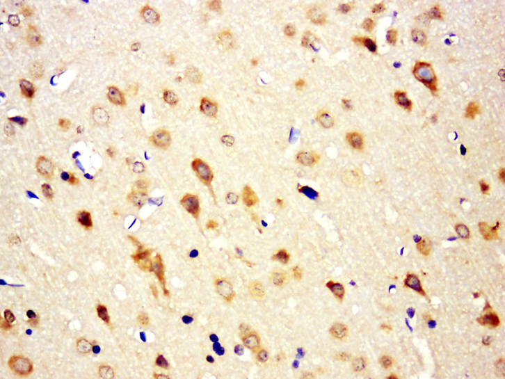 14 - RGS13 Rabbit pAb AP57688