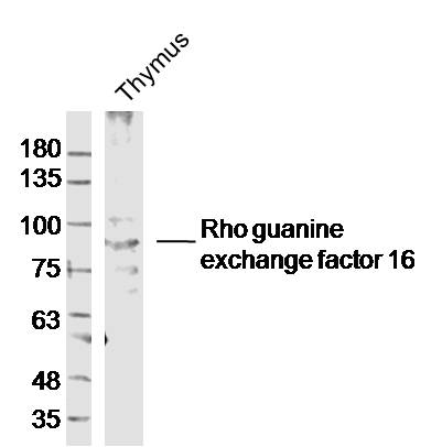 1 - Rho guanine exchange factor 16 Rabbit pAb AP57695