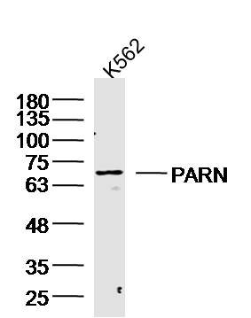 1 - PARN Rabbit pAb AP57698