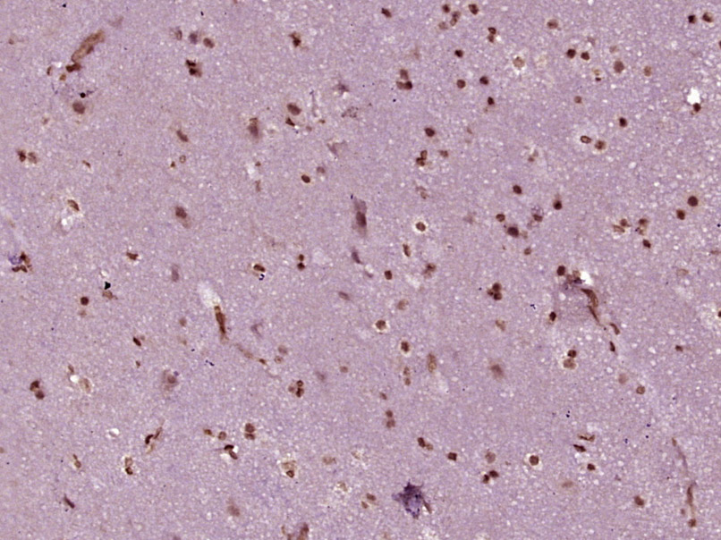 14 - PBXIP1 Rabbit pAb AP57706