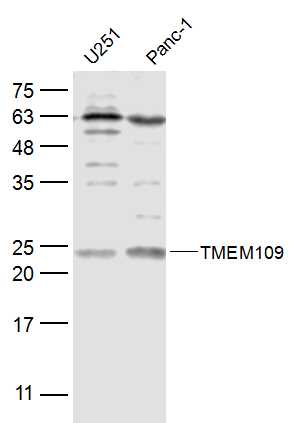 1 - TMEM109 Rabbit pAb AP57727