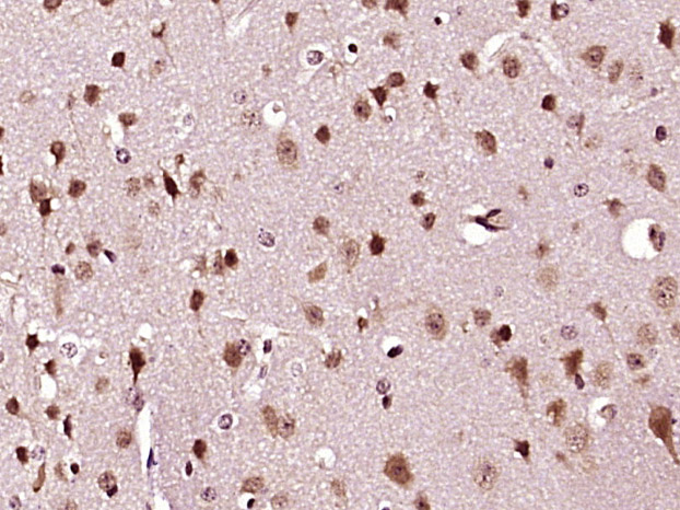 14 - TMEM109 Rabbit pAb AP57727