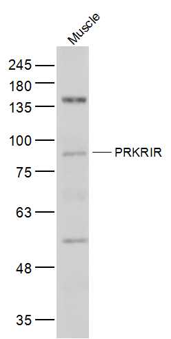 1 - PRKRIR Rabbit pAb AP57735