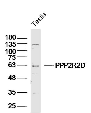 1 - PPP2R2D Rabbit pAb AP57736