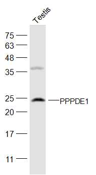 1 - PPPDE1/FAM152A Rabbit pAb AP57738