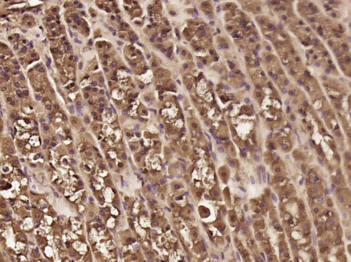 14 - PPP1R11 Rabbit pAb AP57744