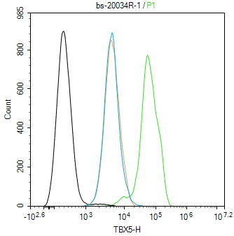0 - TBX5 Rabbit pAb AP57755
