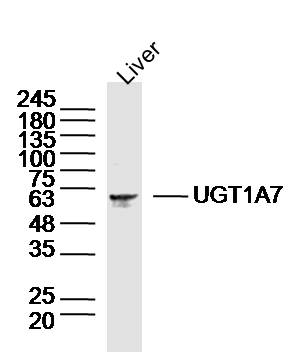 1 - UGT1A7 Rabbit pAb AP57757